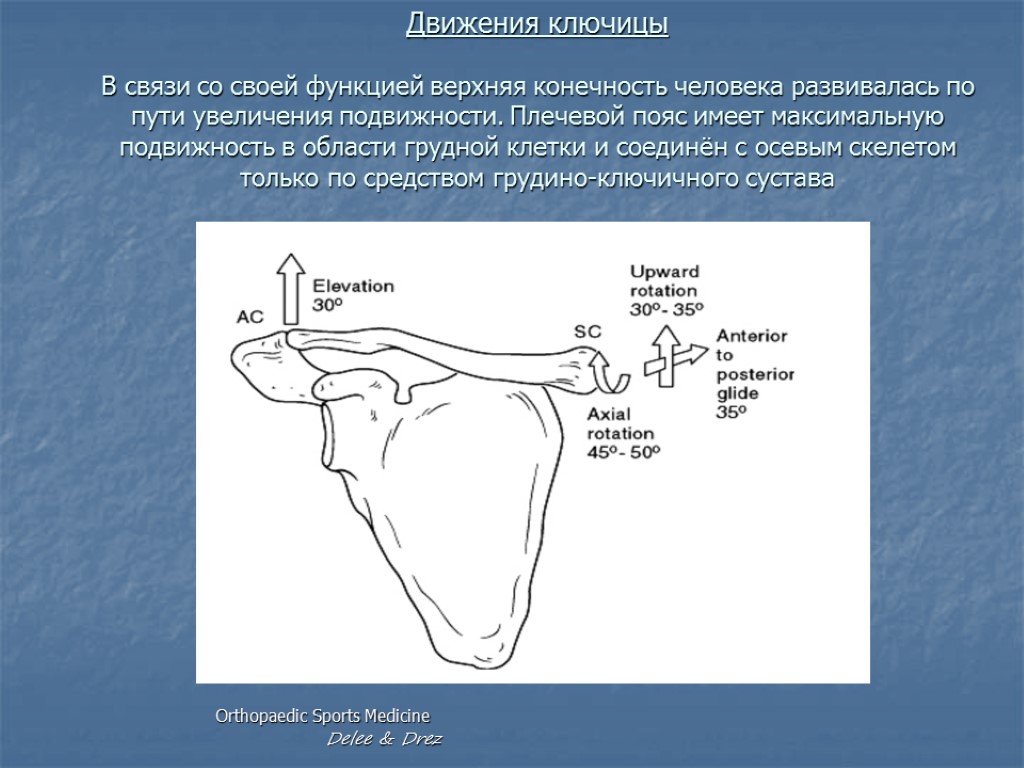 Движения ключицы В связи со своей функцией верхняя конечность человека развивалась по пути увеличения